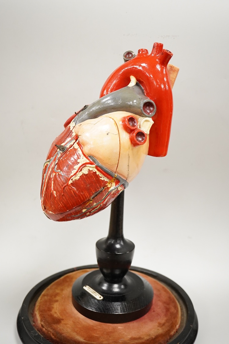 A painted wood and composition model of a human heart by J. Woolley Sons and Co Ltd, Manchester, on an ebonised pedestal and a glass dome, 48cm high